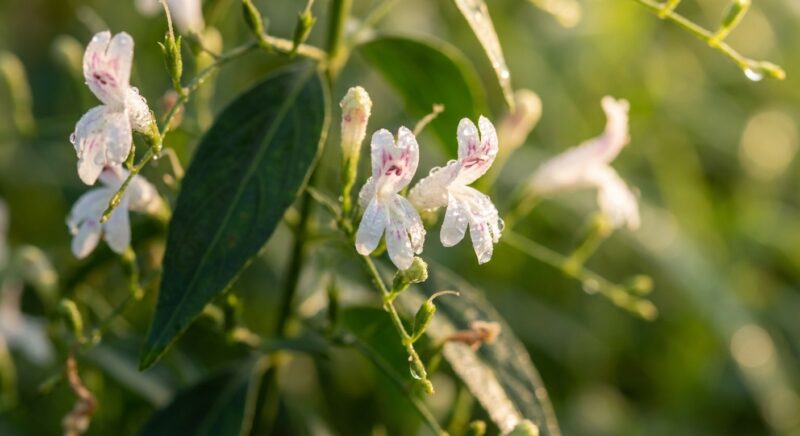 Andrographis paniculata Blüten — weiß-rosa Blüten mit Tautropfen in Nahaufnahme