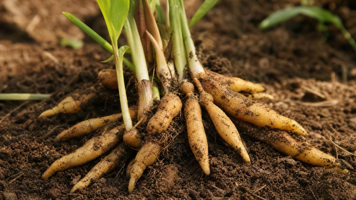 Boesenbergia rotunda Krachai Fingerwurz Pflanze mit fingerförmigen Rhizomen