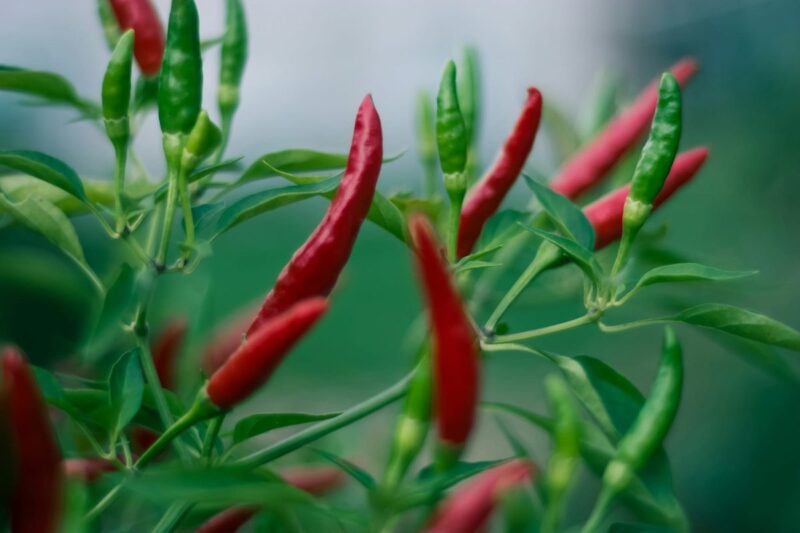 Cayenne-Pflanze mit roten und grünen Chilischoten am Strauch