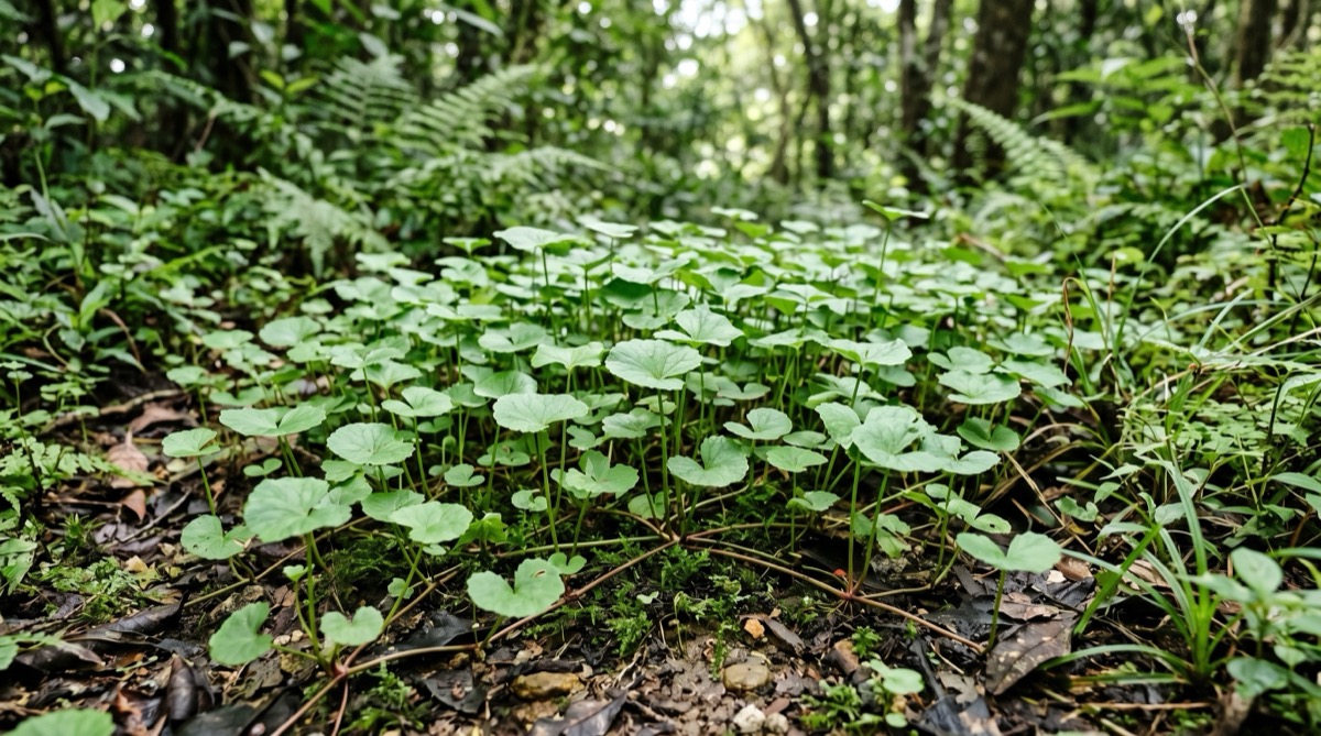 Centella asiatica als botanisches Hero-Bild in natürlicher Umgebung