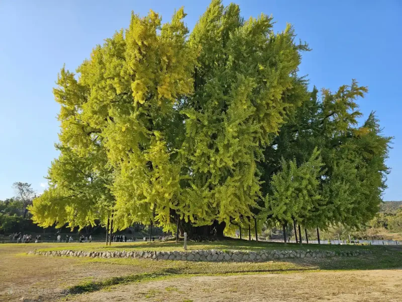 Alter Ginkgo biloba Baum in voller Herbstfärbung mit goldgelben fächerförmigen Blättern