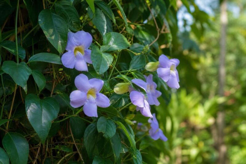 Thunbergia laurifolia Rang Chuet Pflanze mit grünen Blättern und violetten Blüten
